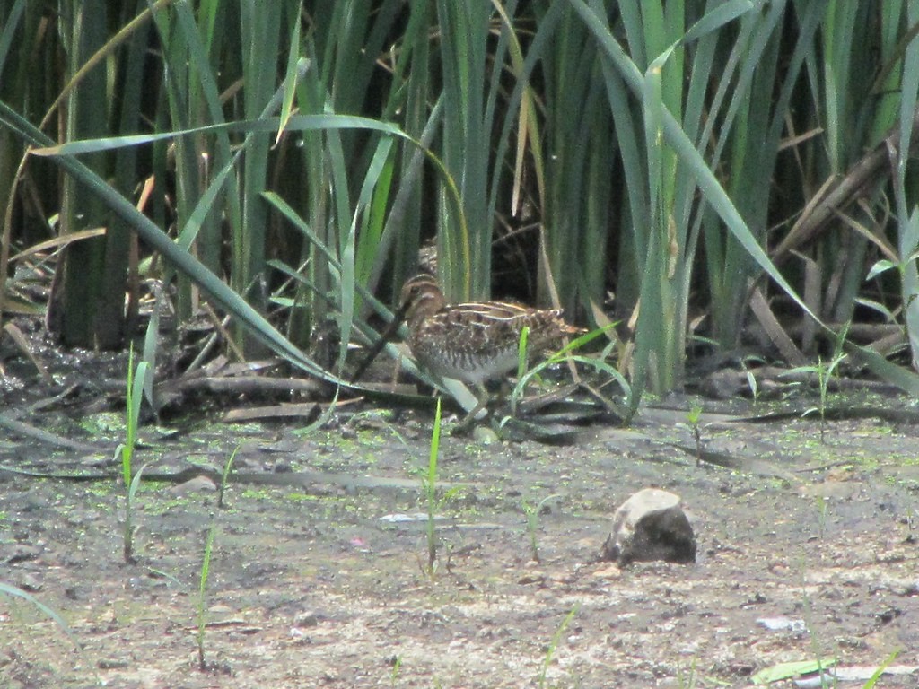 Wilson's Snipe - ML638696095