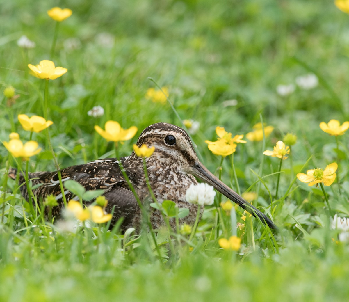 Wilson's Snipe - ML638696100