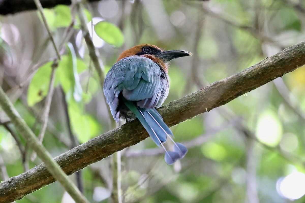 Broad-billed Motmot - ML638696118