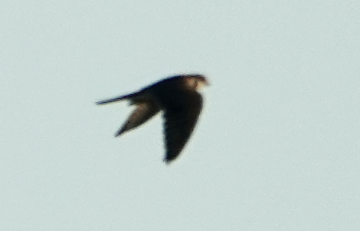 American Kestrel - ML638696123