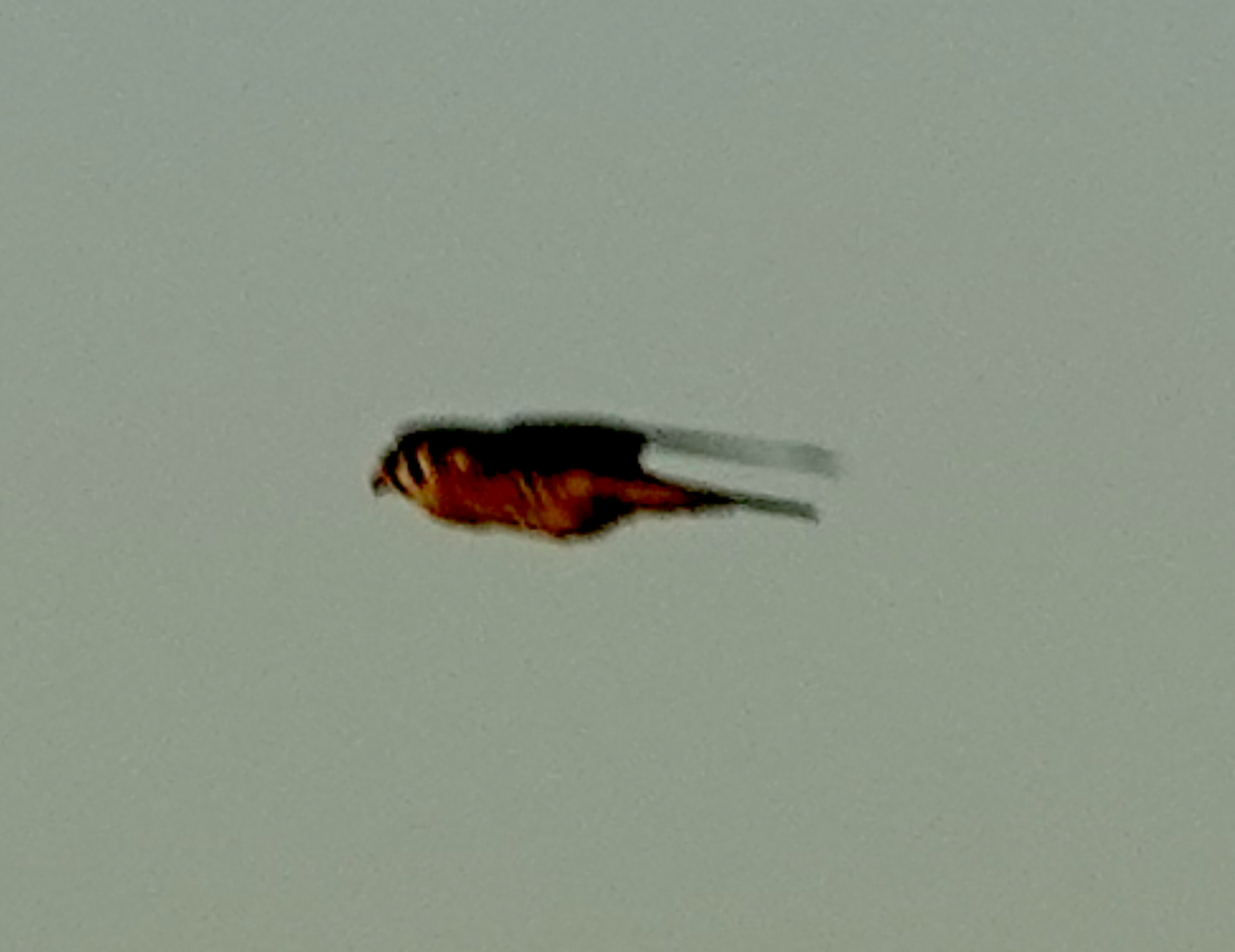 American Kestrel - ML638696137