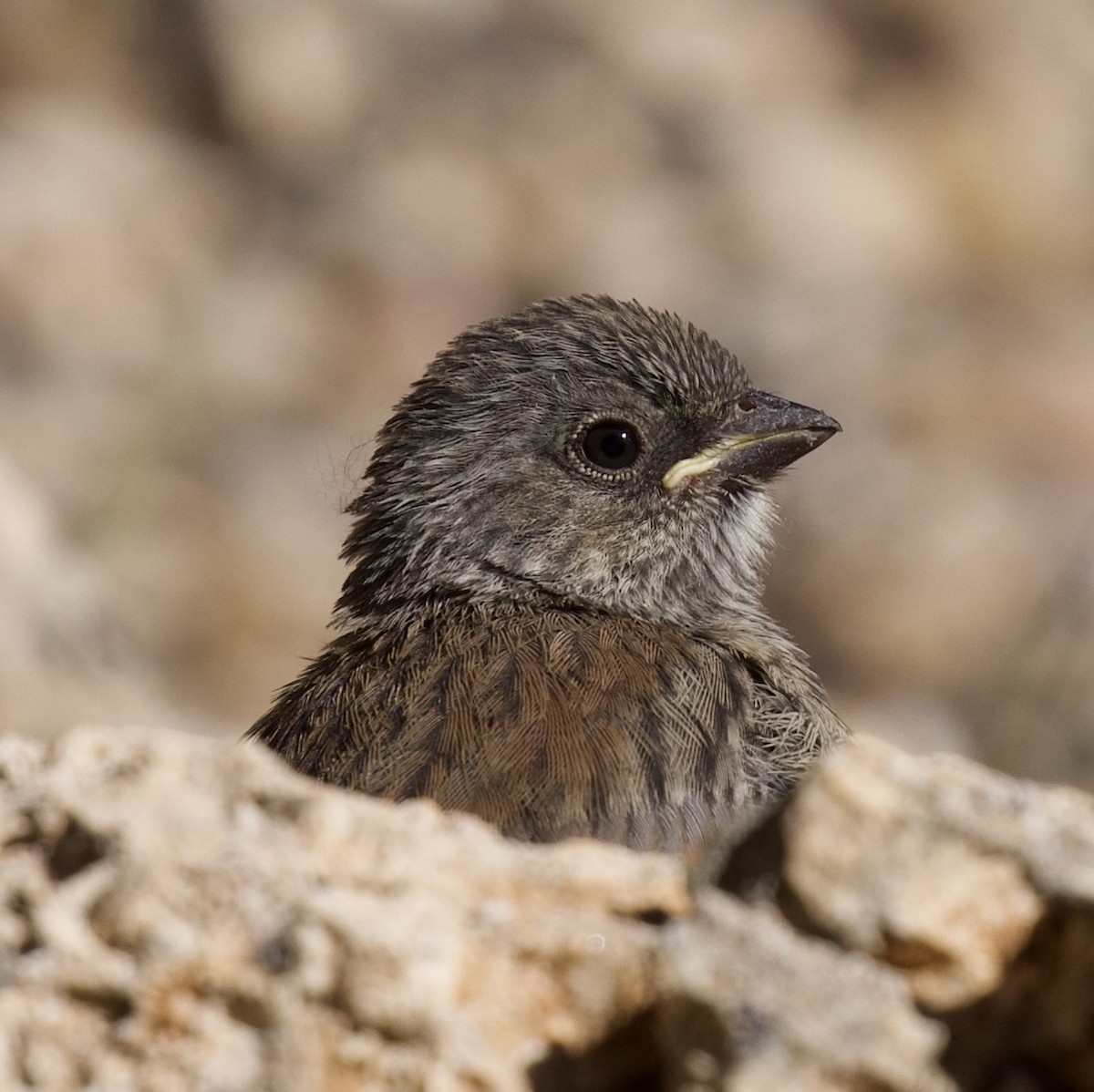 Dark-eyed Junco (Red-backed) - ML638696183