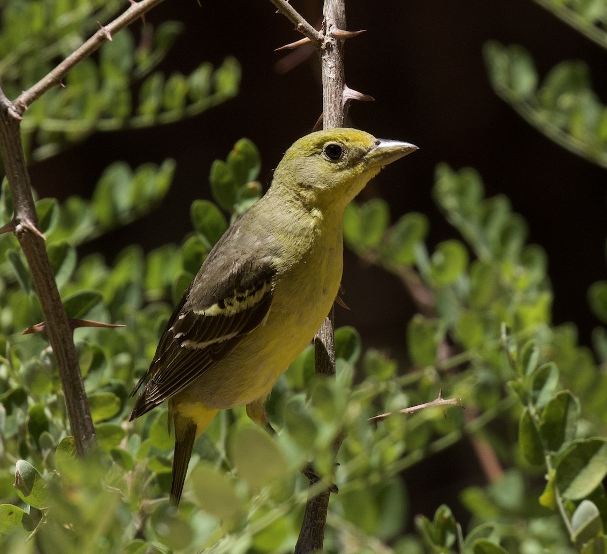 Western Tanager - ML638696205