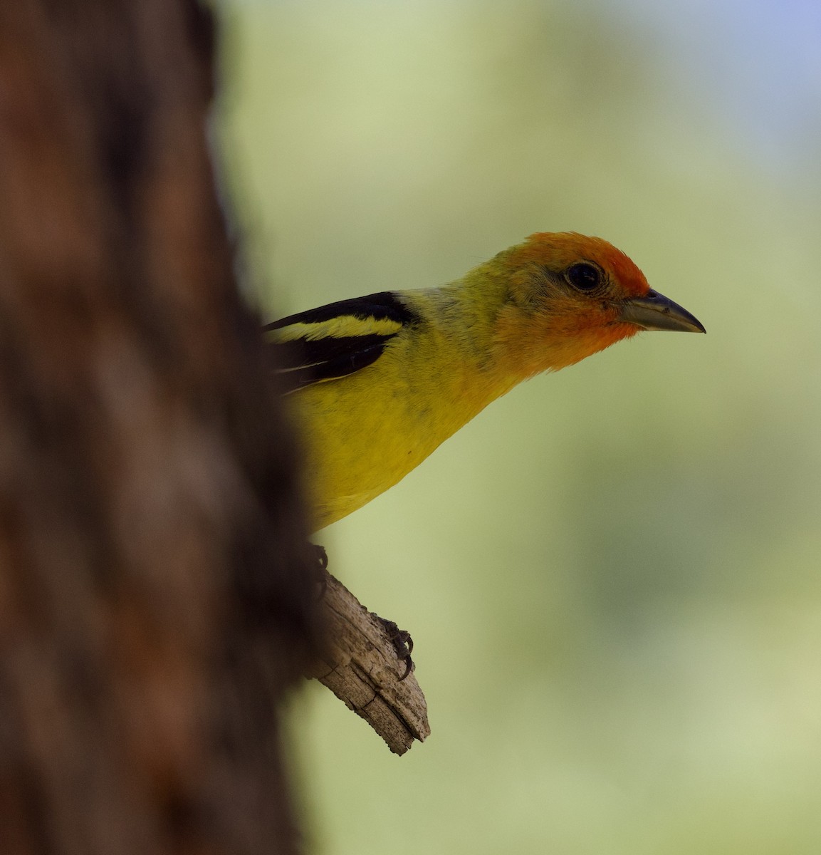 Western Tanager - ML638696207