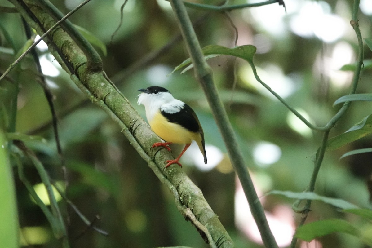 White-collared Manakin - ML638696208