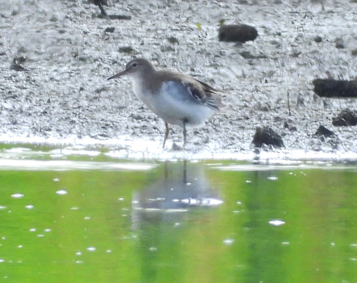 flekksnipe - ML638696224
