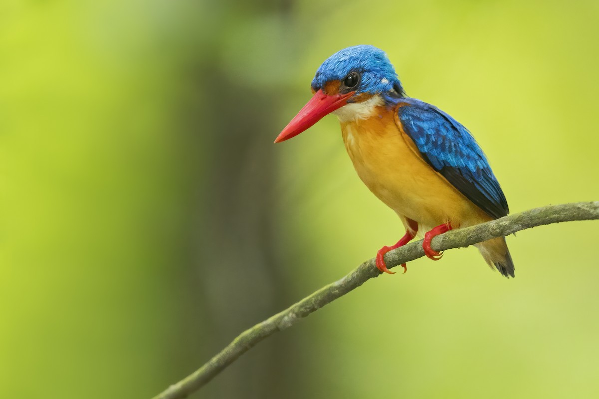 Dimorphic Dwarf-Kingfisher - ML638696227
