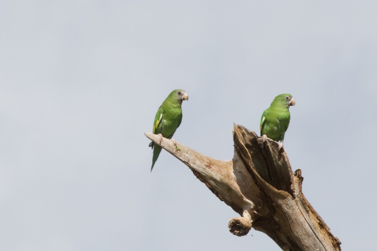 White-winged Parakeet - ML638696235