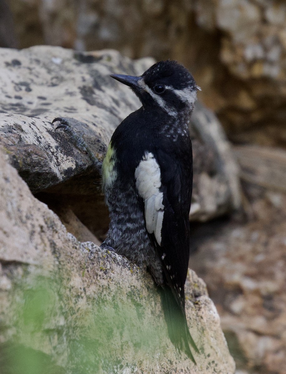 Williamson's Sapsucker - ML638696247