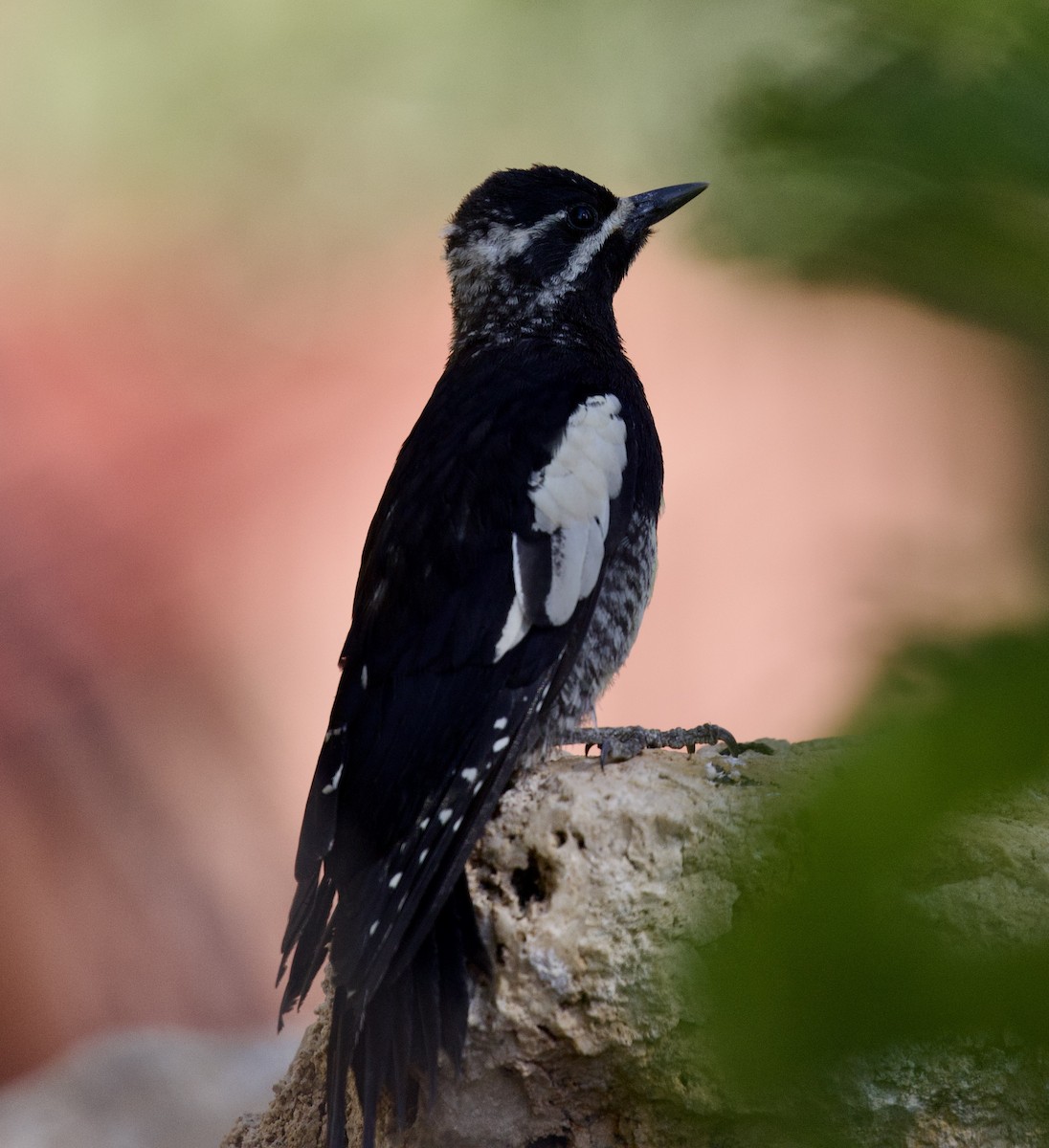 Williamson's Sapsucker - ML638696248