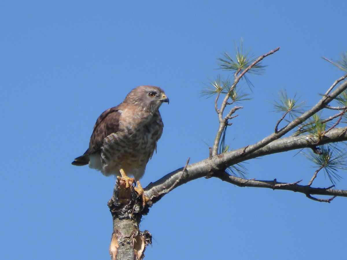 Broad-winged Hawk - ML638696277