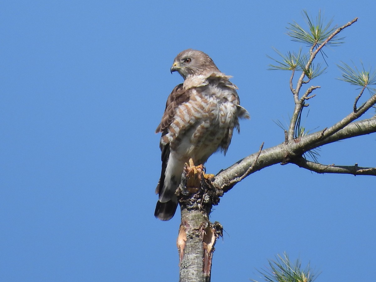 Broad-winged Hawk - ML638696278