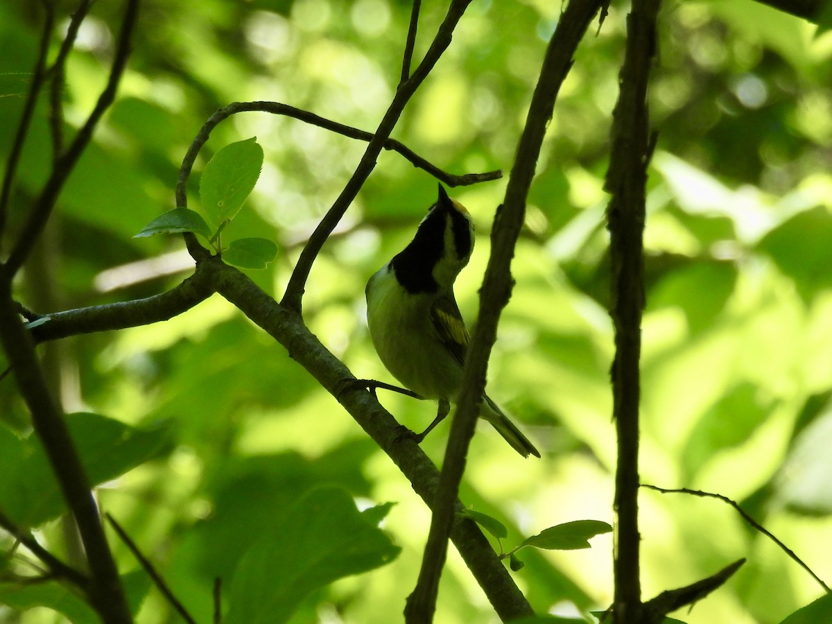 Golden-winged Warbler - ML638696337
