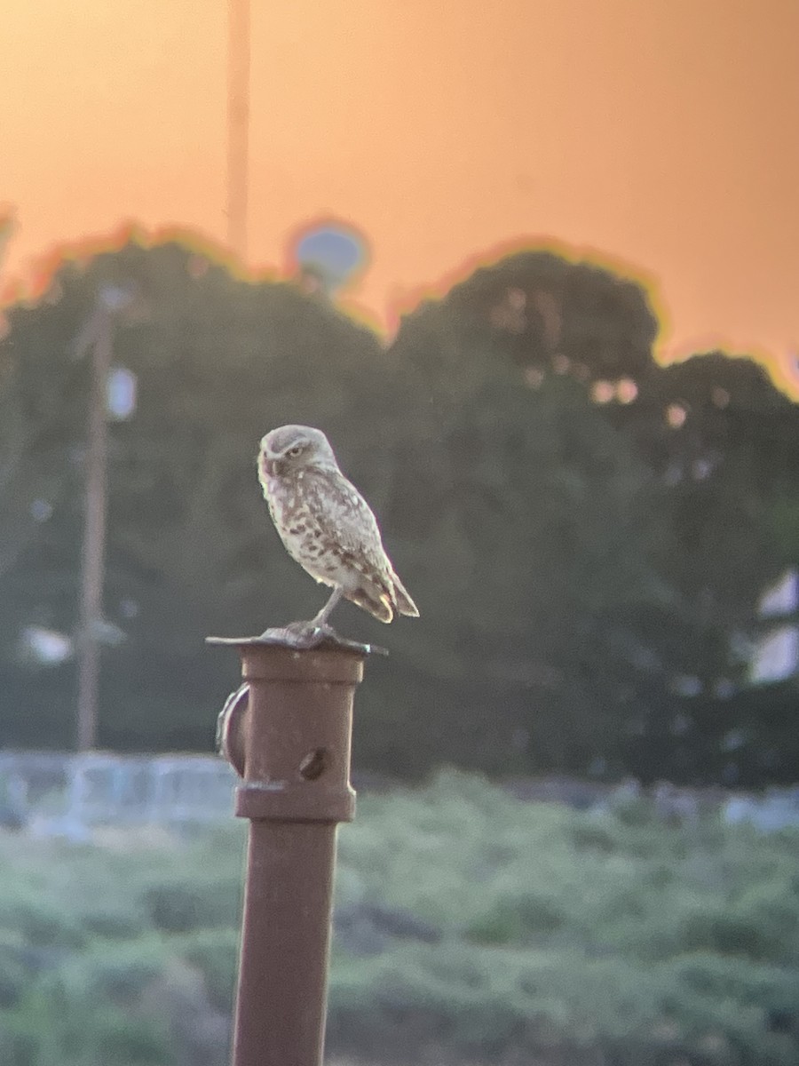Burrowing Owl - ML638696354
