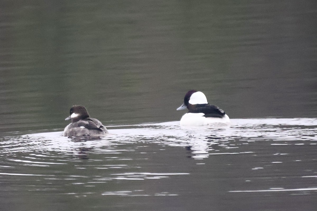 Bufflehead - ML638696368