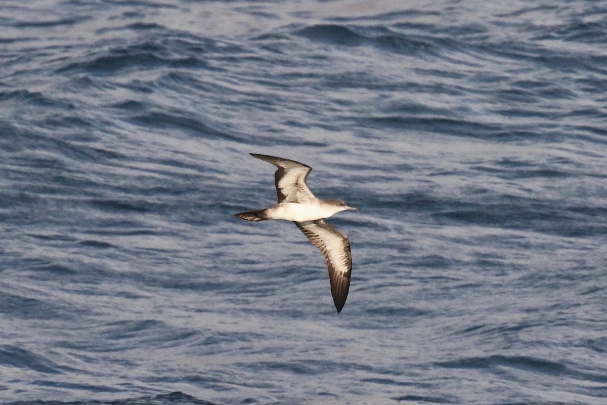 Wedge-tailed Shearwater - ML638696397