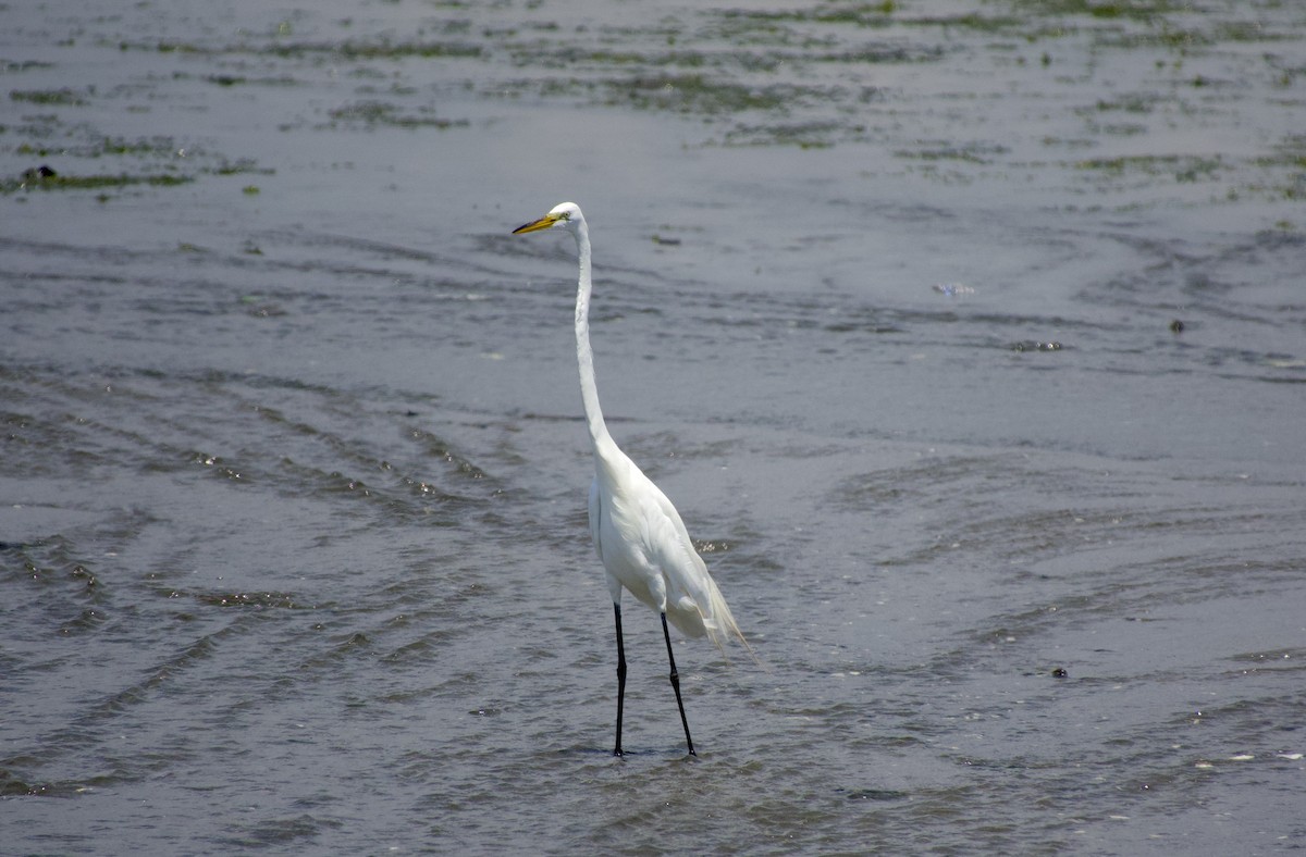 egretthegre - ML638696426
