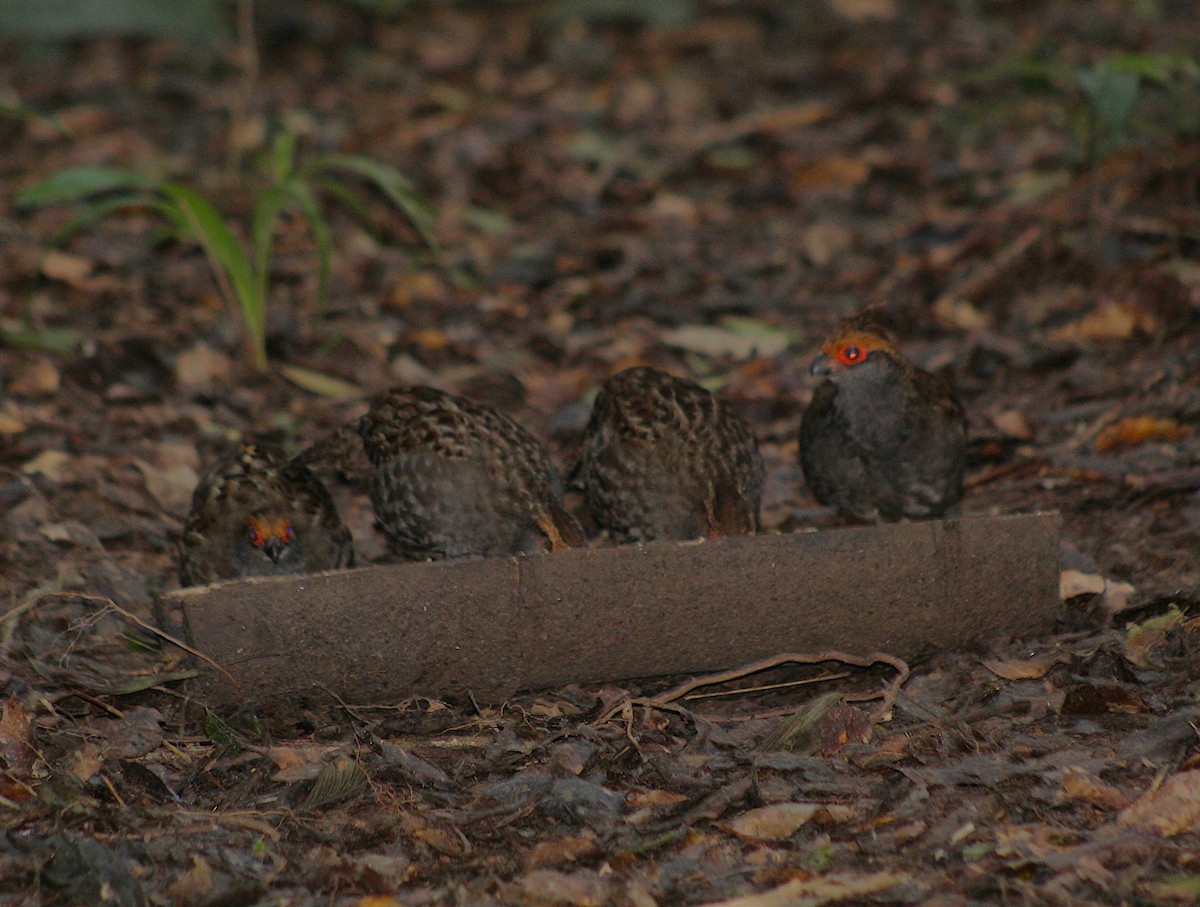 Spot-winged Wood-Quail - ML638696449