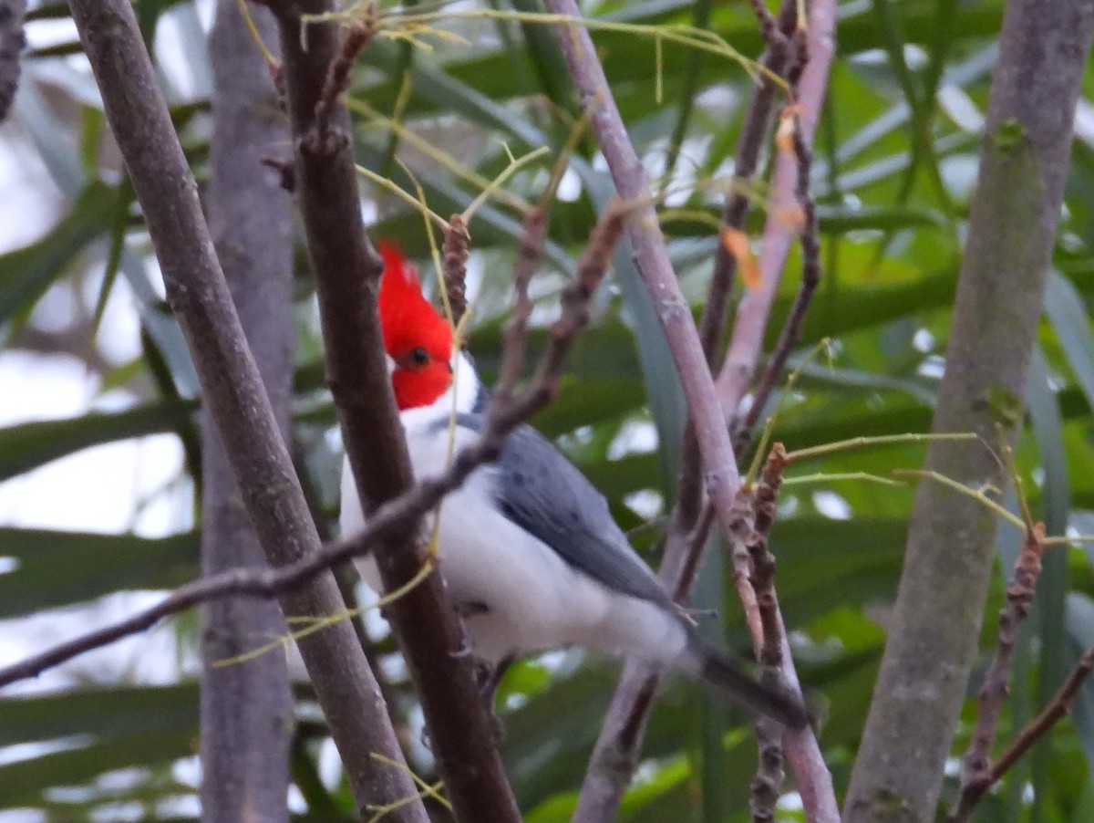 Red-crested Cardinal - ML638696508