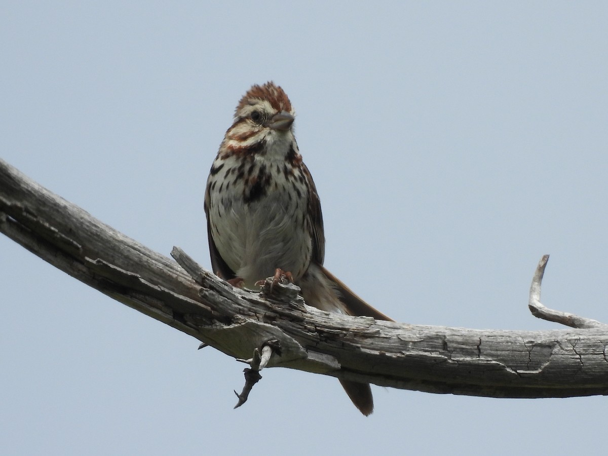 Song Sparrow - ML638696513
