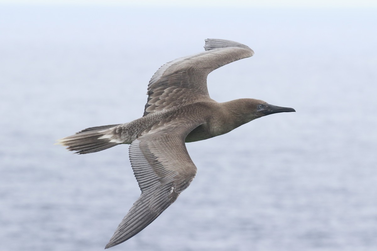 Red-footed Booby - ML638696538