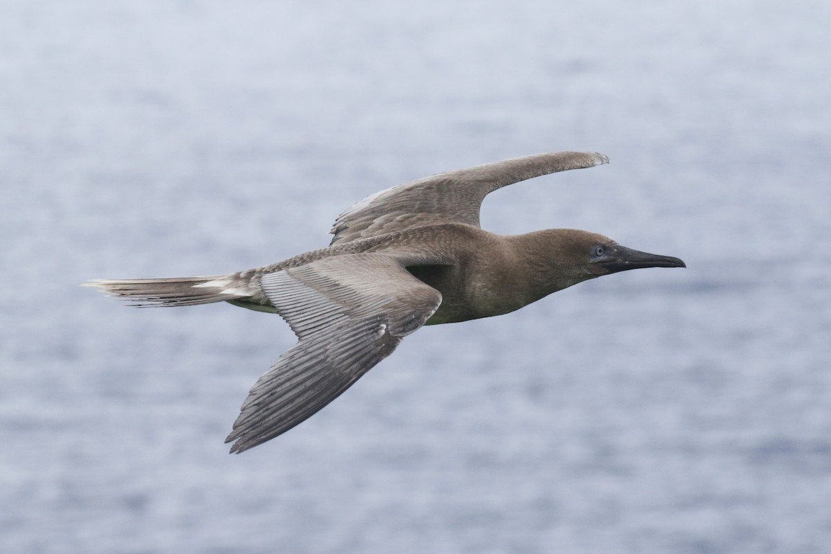 Red-footed Booby - ML638696546