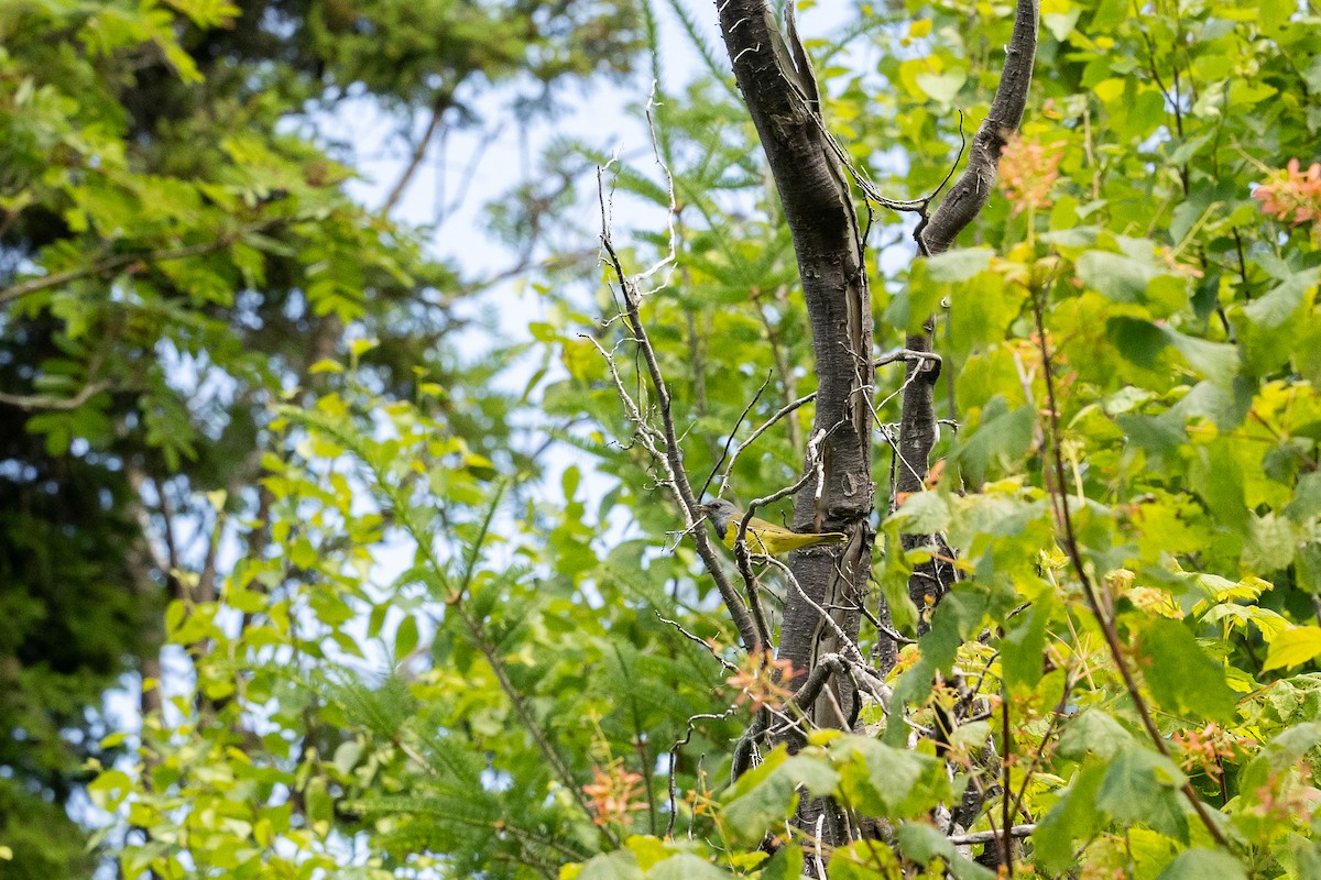 Mourning Warbler - ML638696557