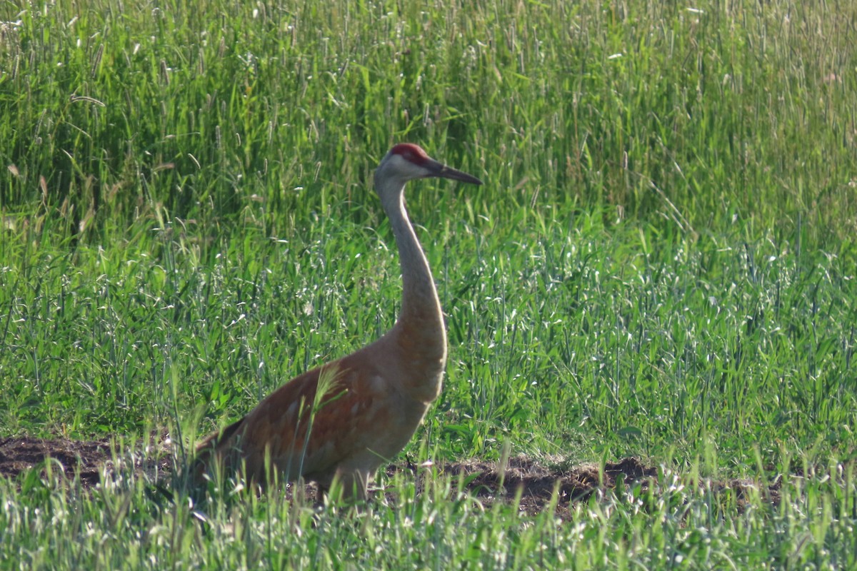 Sandhill Crane - ML638696594
