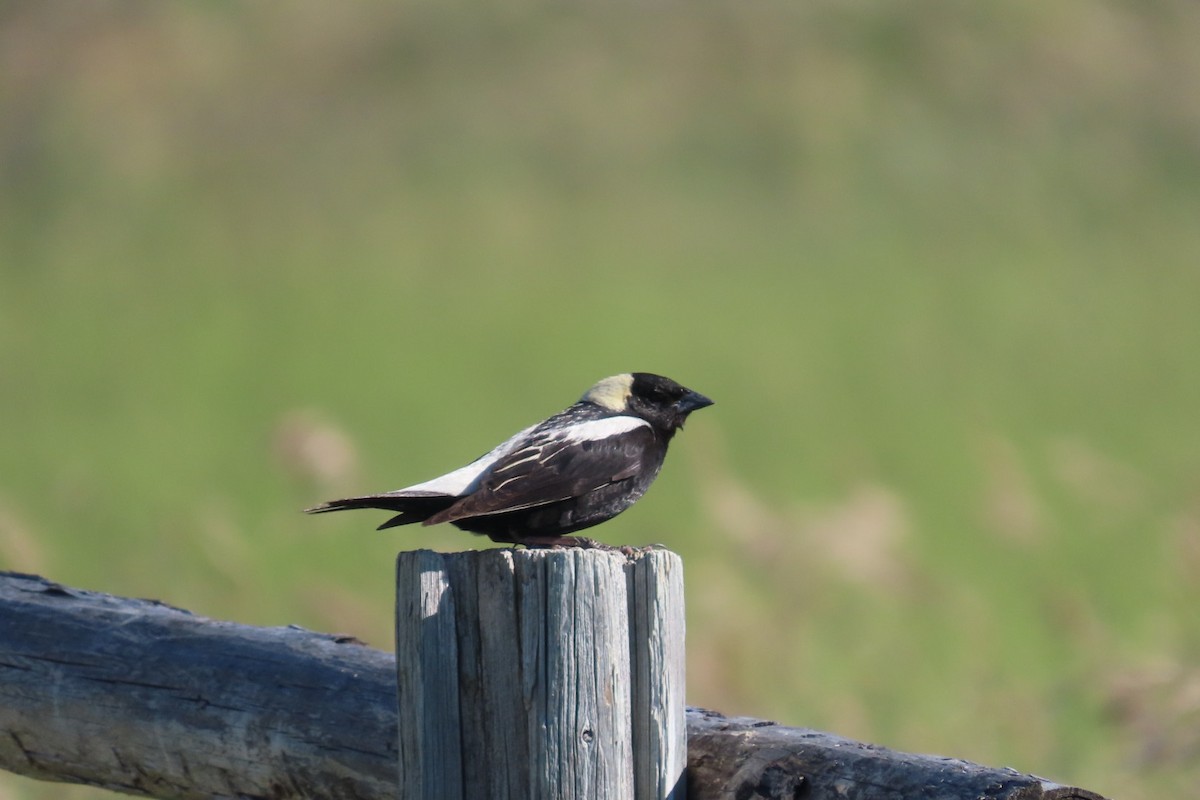 Bobolink - ML638696641