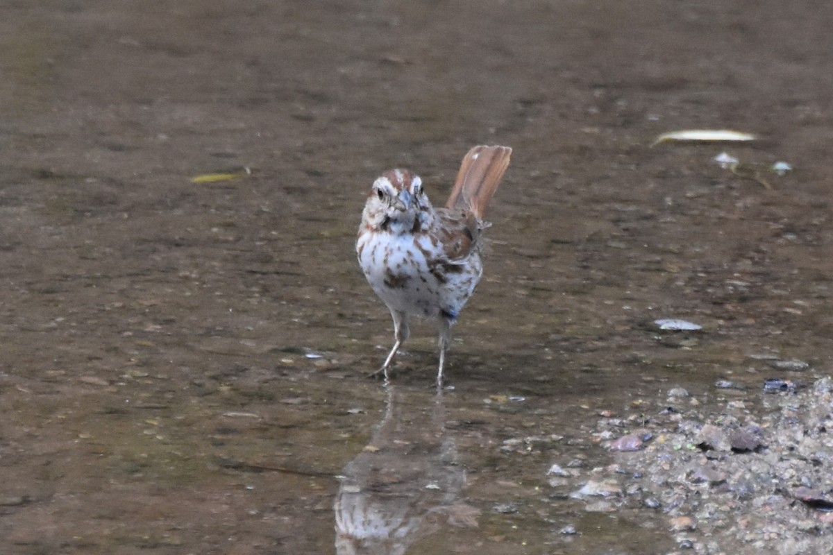 Song Sparrow - ML638696741