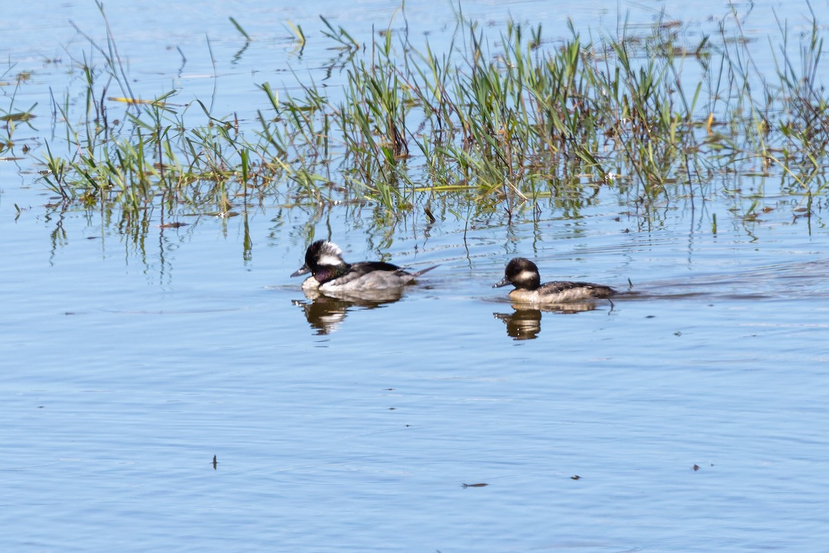 Bufflehead - ML638696742