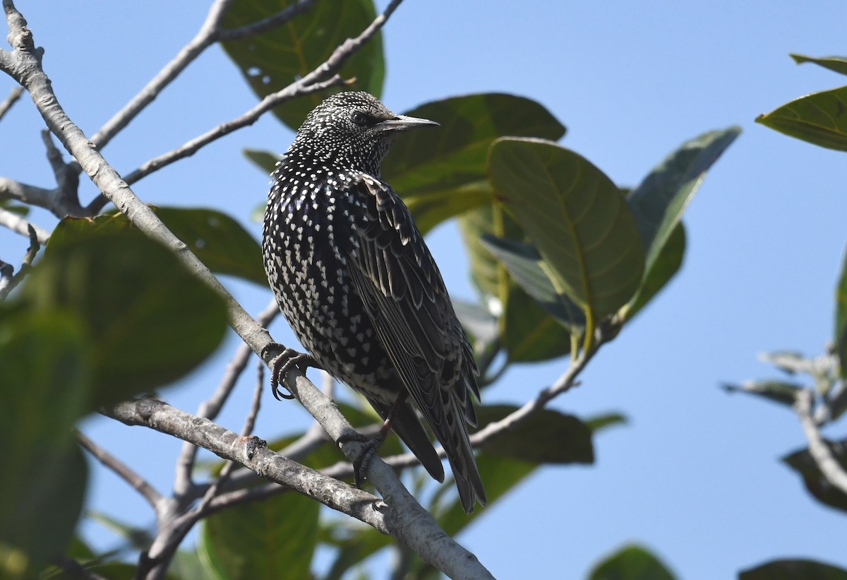 European Starling - ML638696766