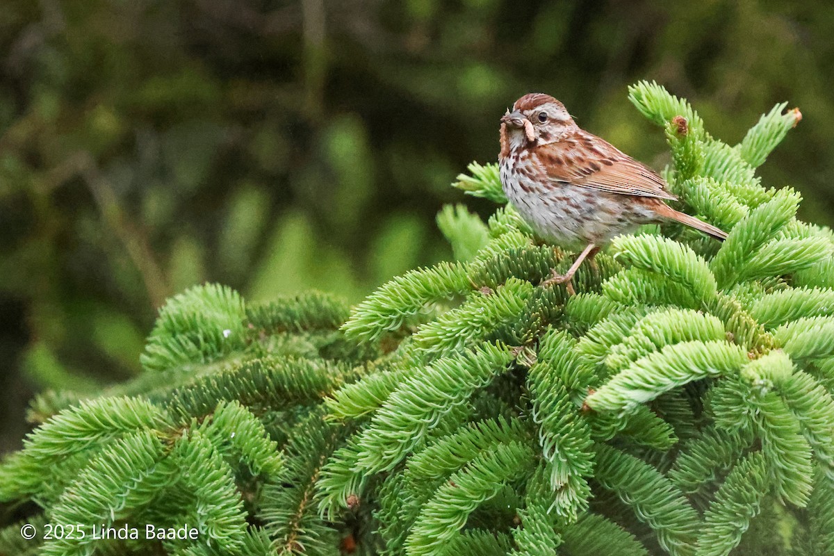 Song Sparrow - ML638696775