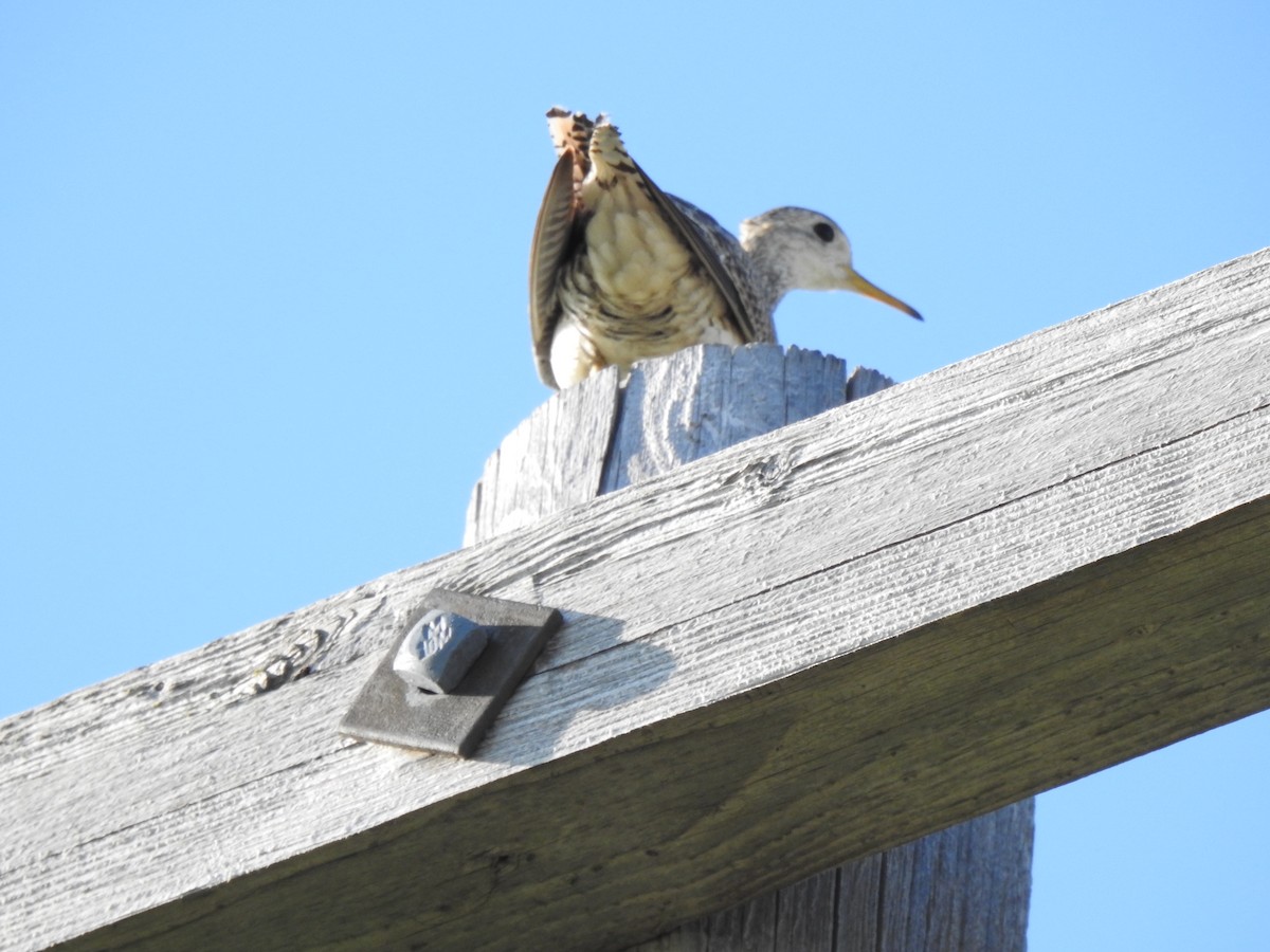 Upland Sandpiper - ML638696803