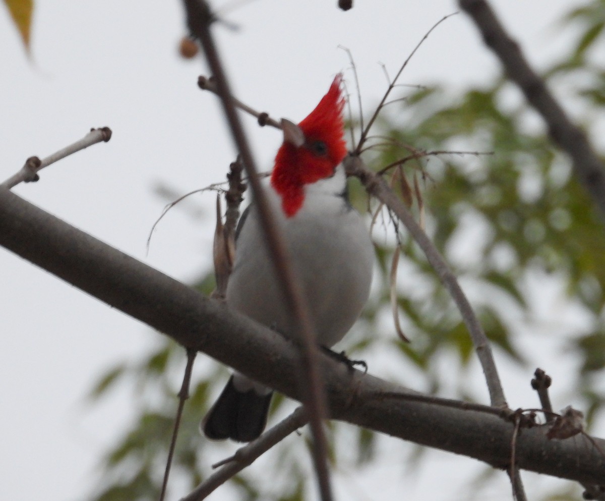 Red-crested Cardinal - ML638696809