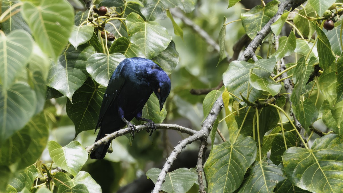 Greater Blue-eared Starling - ML638696829