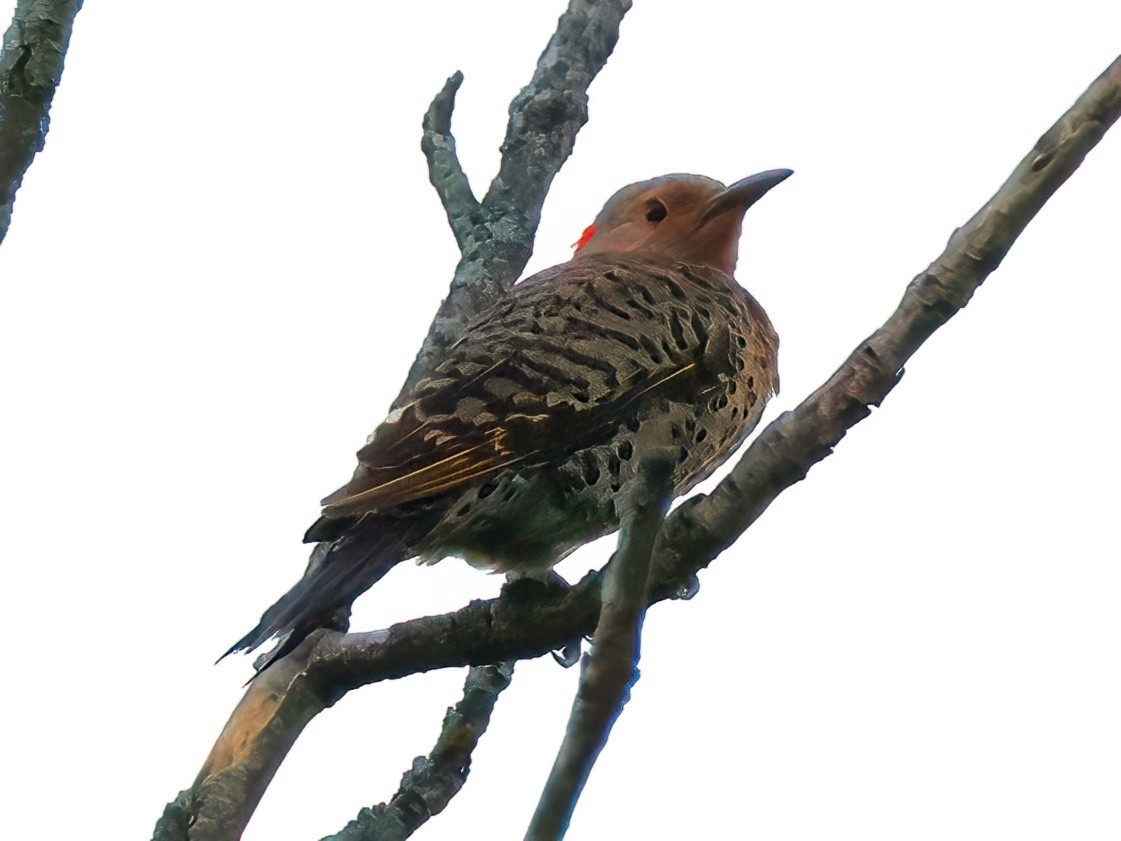 Northern Flicker - ML638696927
