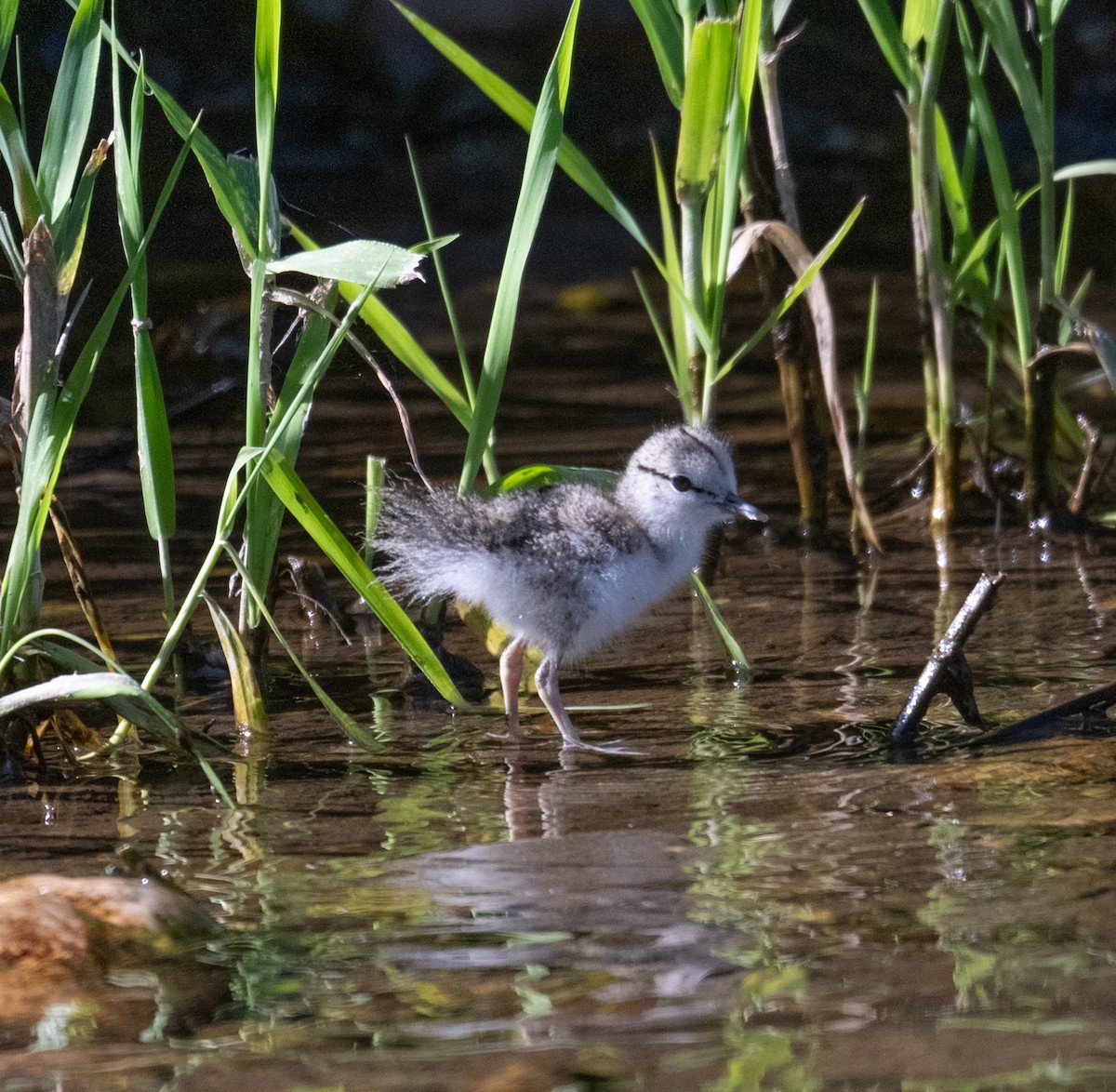 Drosseluferläufer - ML638696944