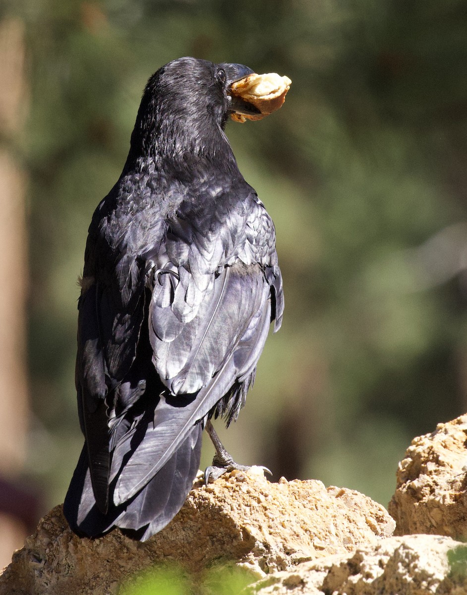 Common Raven - ML638697006