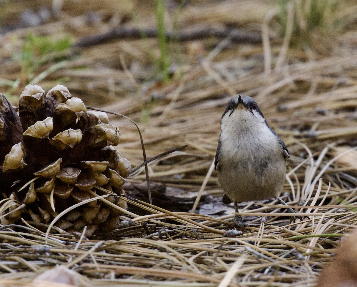 Pygmy Nuthatch - ML638697012