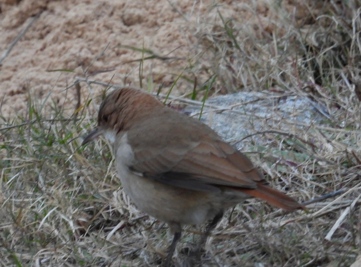Rufous Hornero - ML638697013