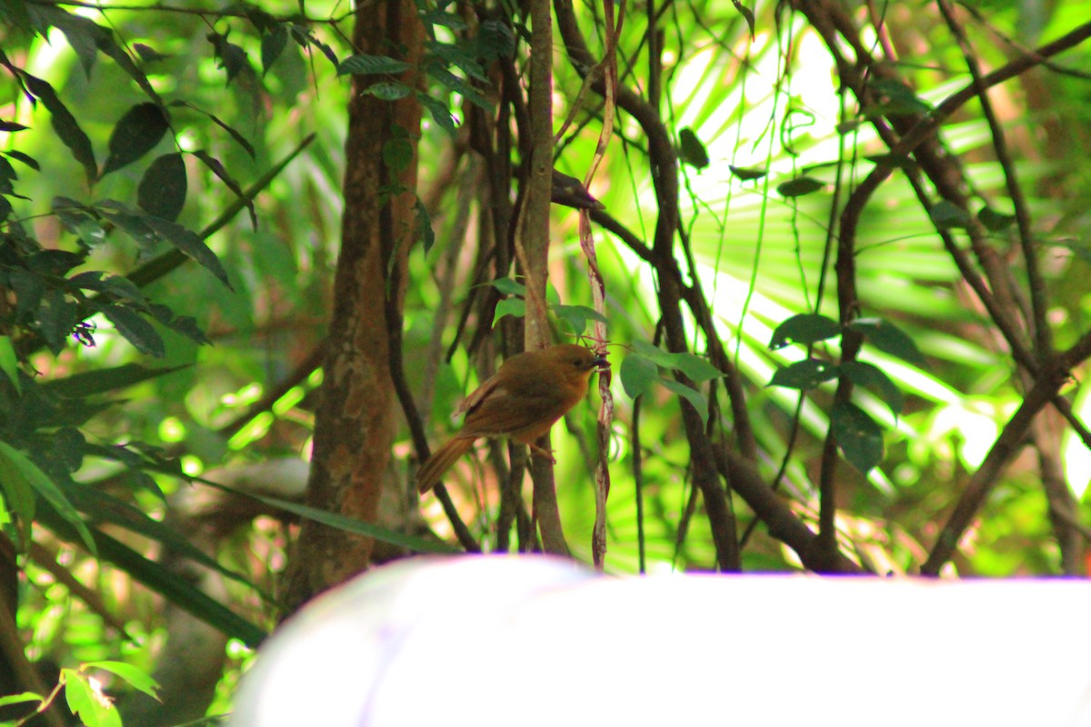 Red-throated Ant-Tanager - ML638697016