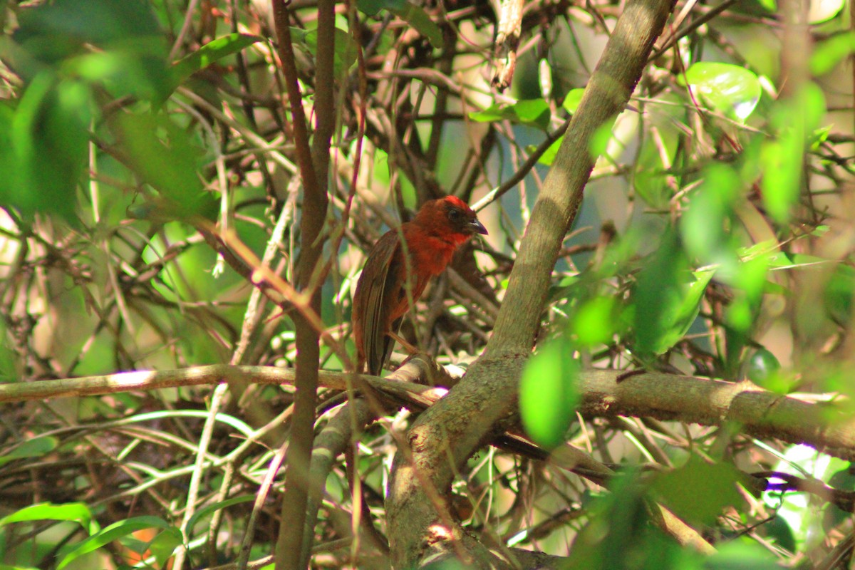 Red-throated Ant-Tanager - ML638697017
