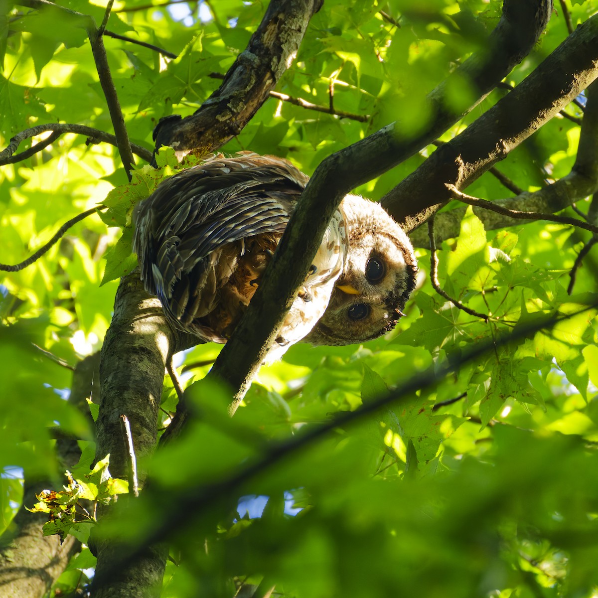 Barred Owl - ML638697061