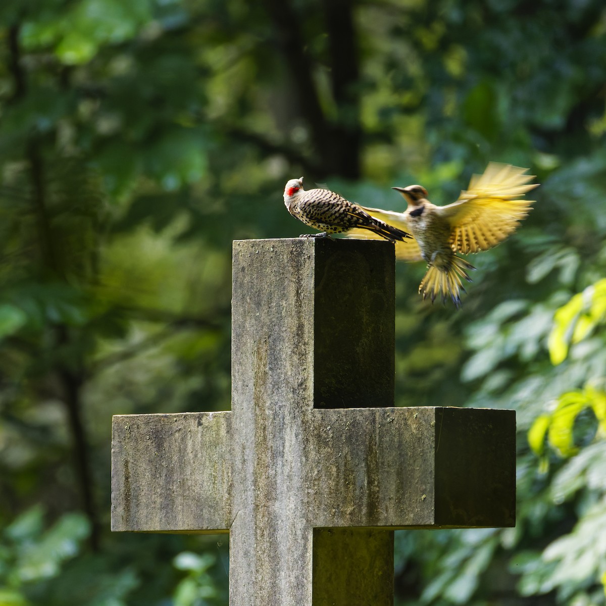 Northern Flicker - ML638697067