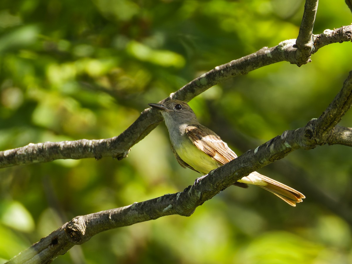 Great Crested Flycatcher - ML638697086
