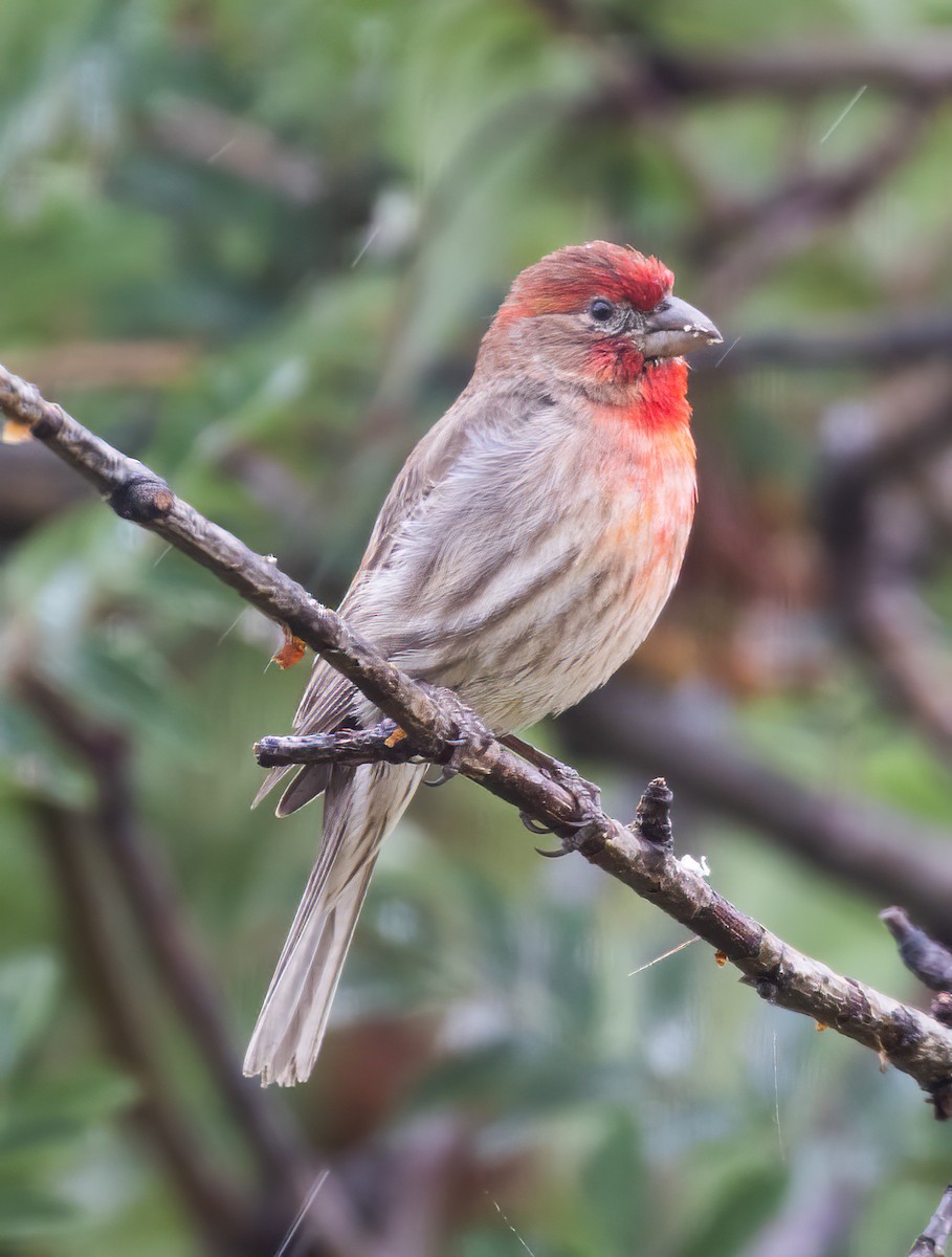 House Finch - ML638697179