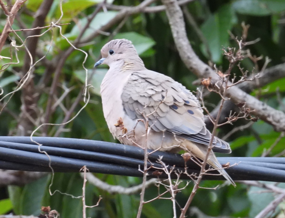 Eared Dove - ML638697194
