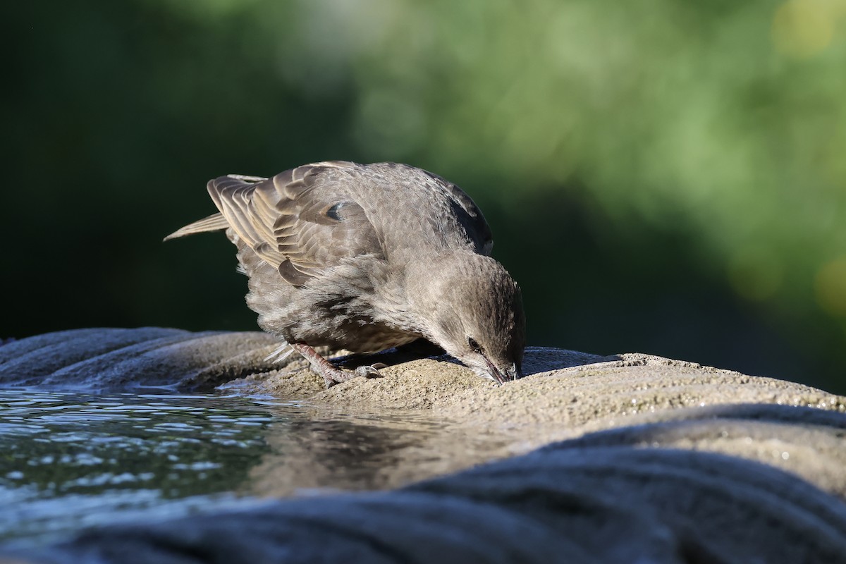 Arabazozo pikarta - ML638697219