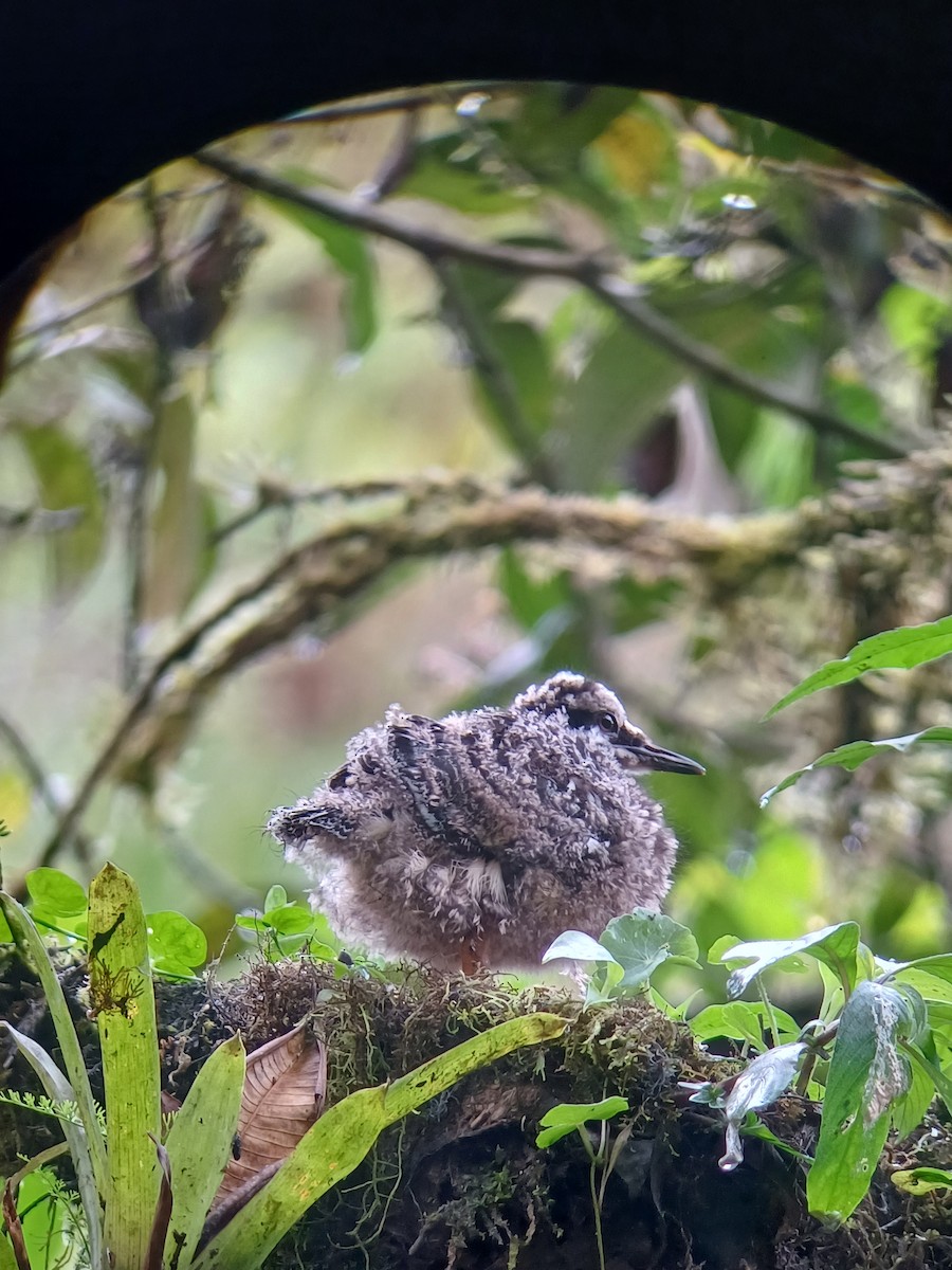 Sunbittern - ML638697230